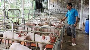 7 YẾU TỐ QUAN TRỌNG TRONG NUÔI LỢN THỊT