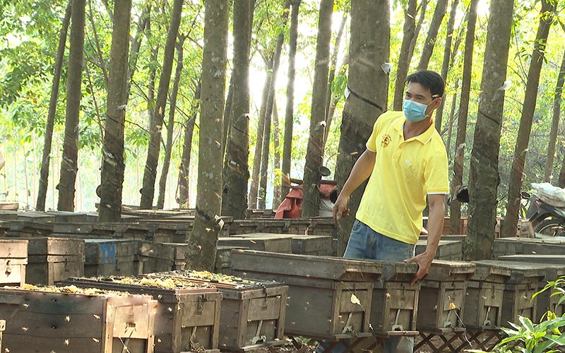 nuoi ong mat binh phuoc