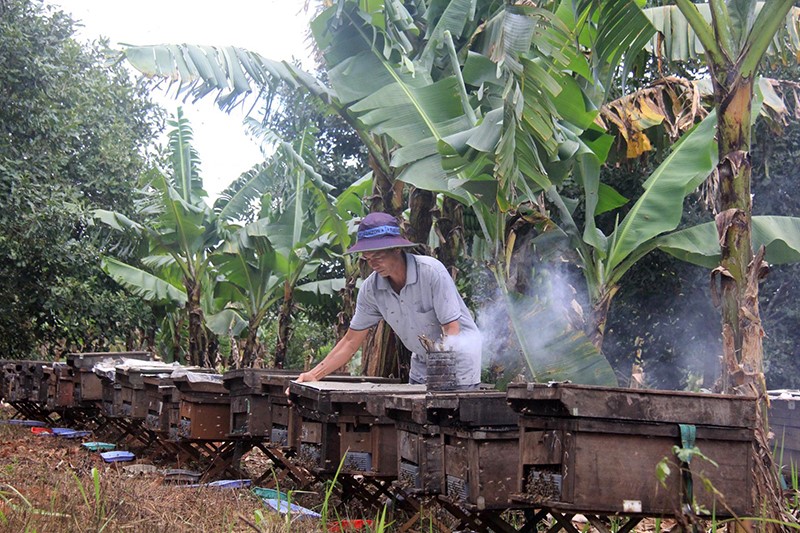 nuoi ong mat dak lak 1