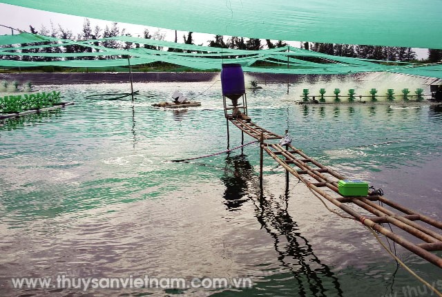 nuoi-TTCT-hieu-qua-cao-01