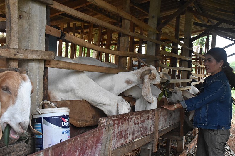 Tặng con giống sinh ra con giống