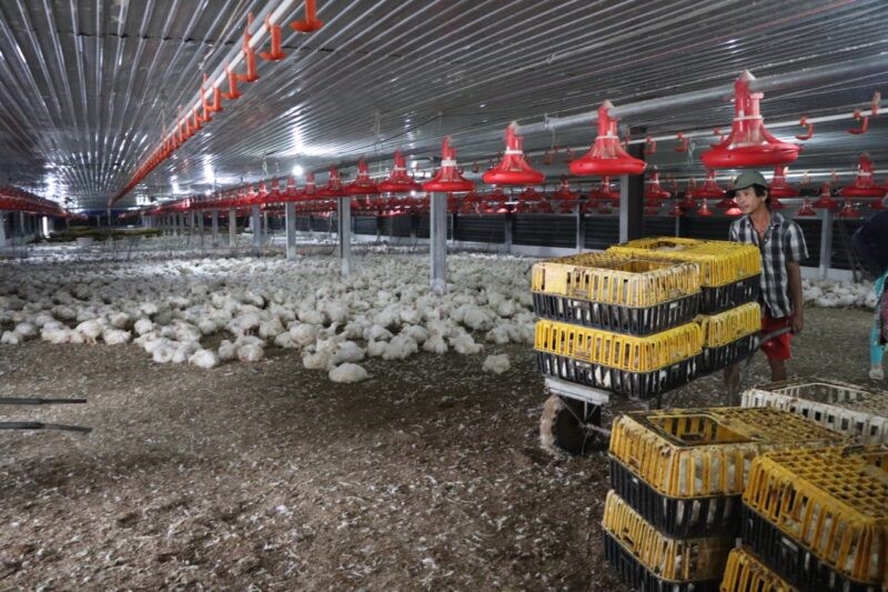 nuoi-ga-bang-dem-lot-sinh-hoc-e1642994417609