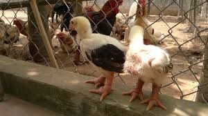 nuoi-ga-dong-tao-thuan-chung