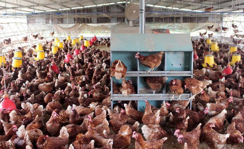 nuoi-ga-khong-long(1) (1)