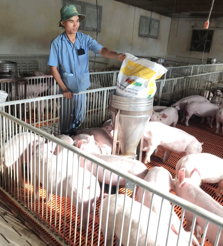 nuoi-heo-brvt(1)