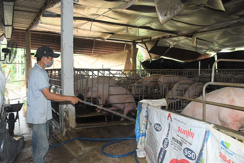 Bà Rịa - Vũng Tàu: Vướng mắc trong di dời cơ sở chăn nuôi