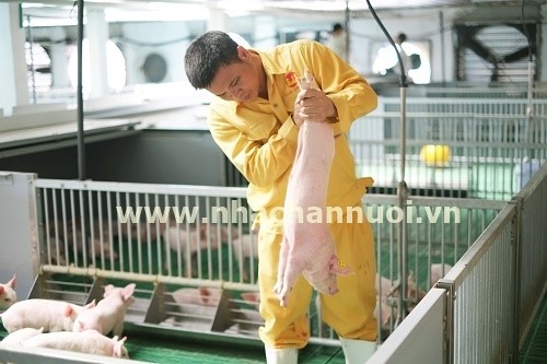 5 giải pháp để đẩy mạnh chăn nuôi ứng dụng công nghệ cao