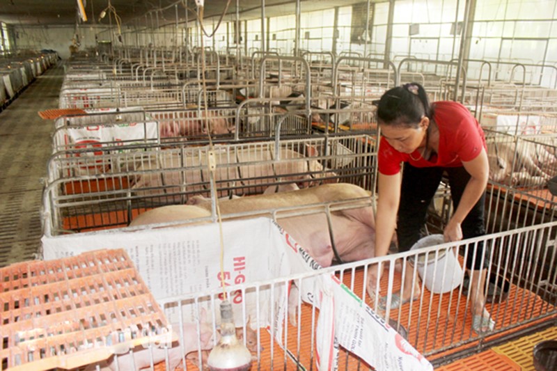 Tìm cách giảm chi phí nuôi heo