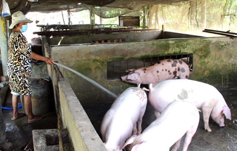 nuoi-heo-long-an-2