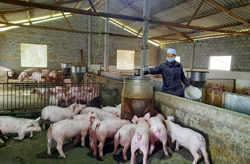 Phú Bình (Thái Nguyên): Nâng tỷ lệ đàn lợn nái ngoại và nái lai lên 100%