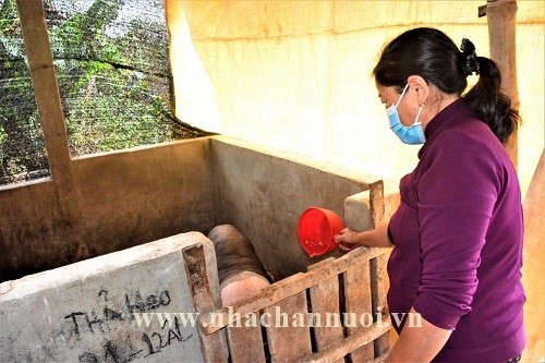 Quảng Ngãi: Hiệu quả từ mô hình “Tặng con giống sinh ra con giống”