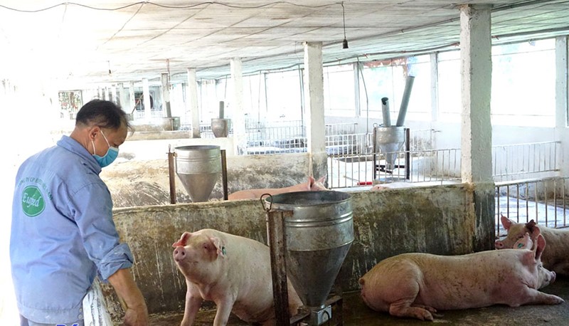 nuoi-lon-thai-nguyen