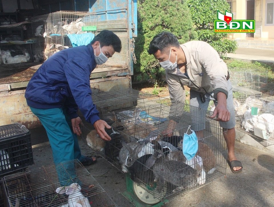 Đắk Nông: Xây dựng vùng nuôi thỏ quy mô hàng hóa ở Đắk R’moan