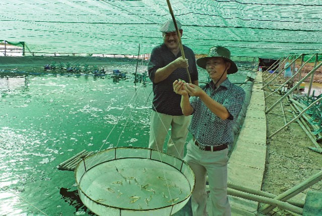 nuoi-tom-2-giai-doan-01