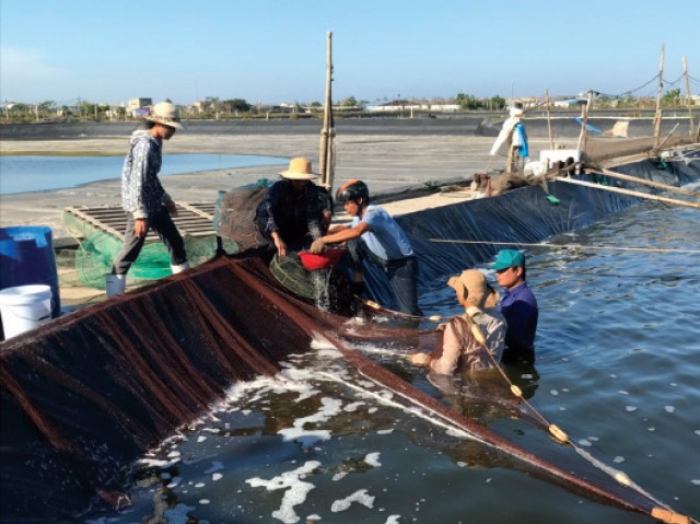 nuoi-tom-3-giai-doan