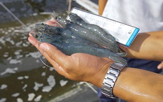 nuoi-tom-ba-cao-mot-thap