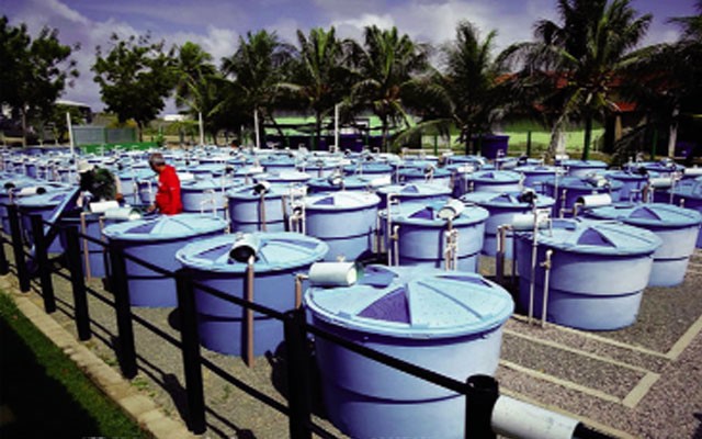 nuoi-tom-bang-bot-krill