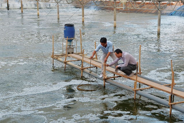 nuoi-tom-cong-nghe-biofloc-01