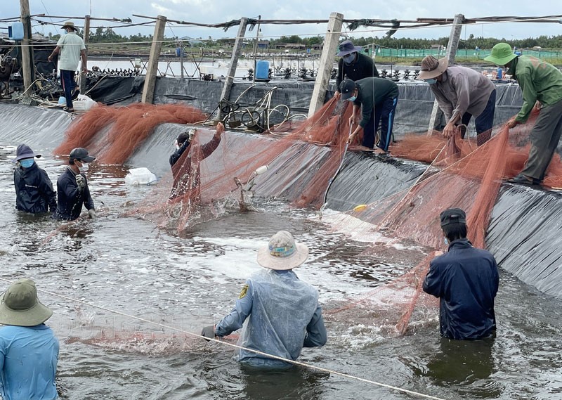 nuoi-tom-cong-nghe-cao-tai-thanh-hai