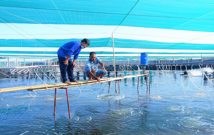 nuoi-tom-cong-nghe-cao_1