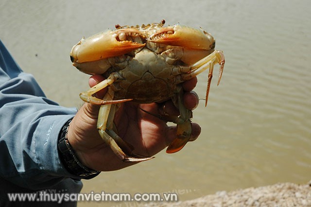 nuoi-tom-cua-ket-hop-02