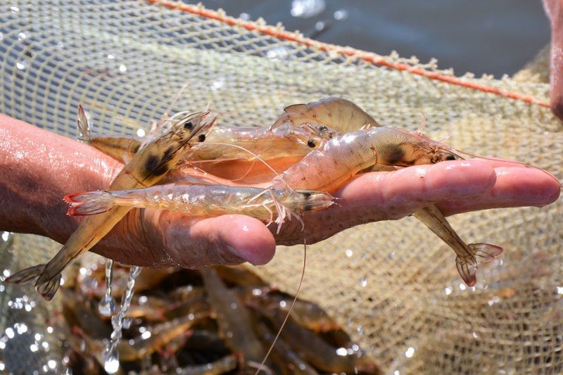 nuoi-tom-dap-ung-tieu-chi-ben-vung-e1642728801274