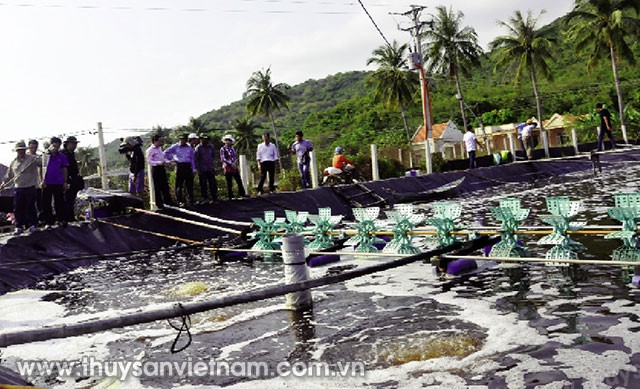 nuoi-tom-don-gian-02