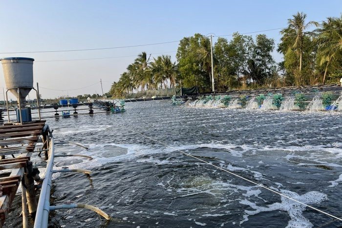 nuoi-tom-gap-nhieu-kho-khan-do-dich-benh-e1645749595443