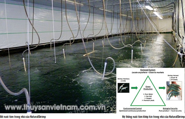 nuoi-tom-hoan-toan-tu-nhien02