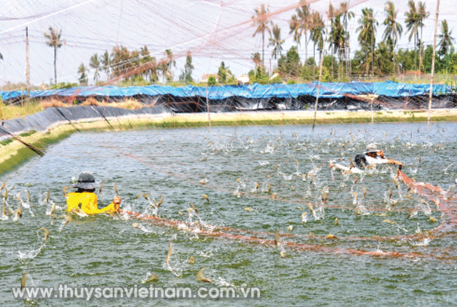 nuoi-tom-khong-tap-chat-03