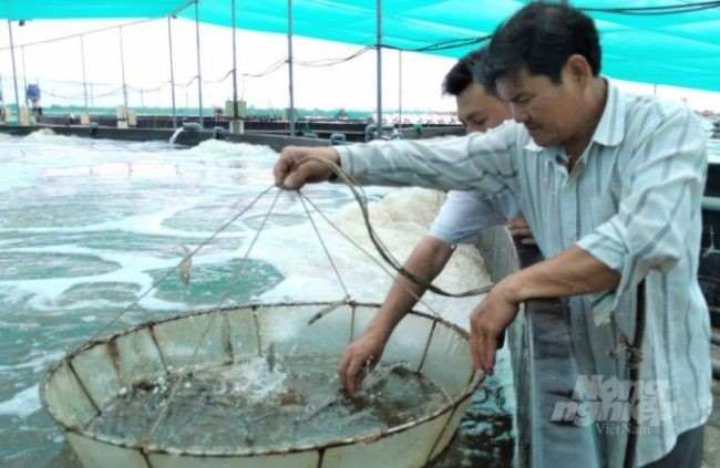 nuoi-tom-nhieu-giai-doan-4-e1639533200744