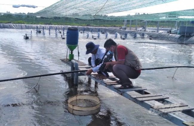 nuoi-tom-nhieu-giai-doan-e1639533034896