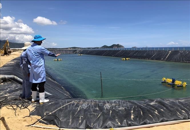 nuoi-tom-nuoc-lo-binh-dinh-5321(1)