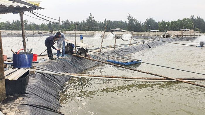 nuoi-tom-quang-tri-e1640141239660