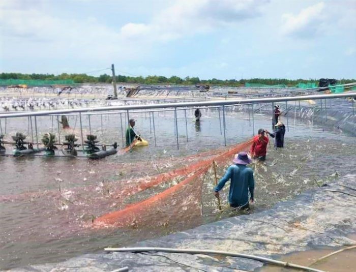 nuoi-tom-sieu-tham-canh-cong-nghe-cao-e1649141862966