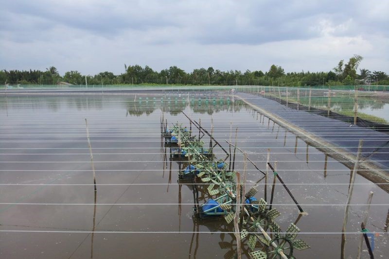 nuoi-tom-tham-canh-mat-do-cao-e1644994608381