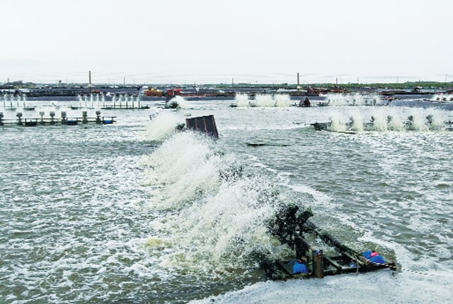 nuoi-tom-thanh-cong-nho-vi-sinh