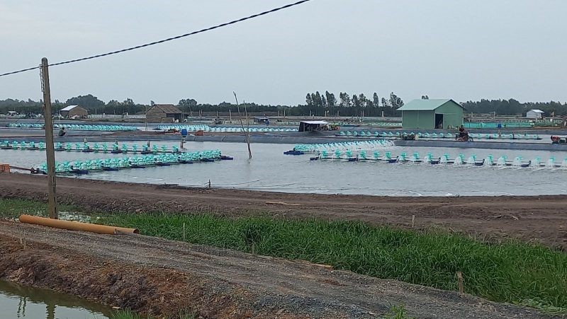 nuoi-tom-the-chan-trang-1-e1636958503332