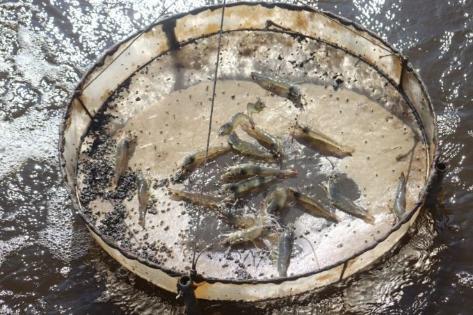 nuoi-tom-the-dang-hieu-qua