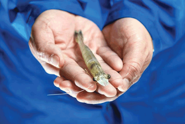 nuoi-tom-the-sieu-tham-canh-hieu-qua-01