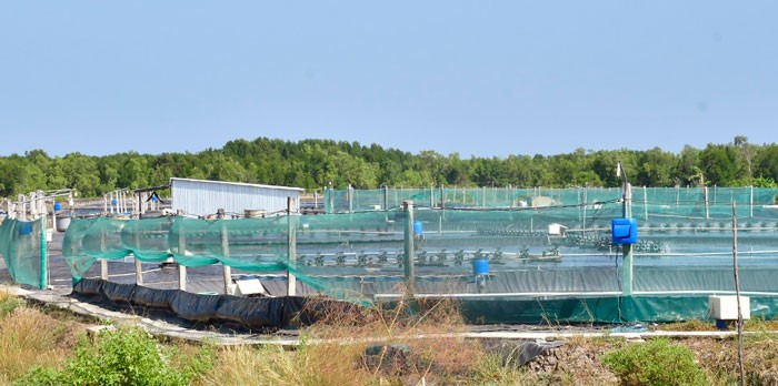 nuoi-tom-tren-dat-rung-la-trai-luat