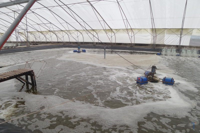 nuoi-tom-trong-nha-kinh-1-e1642141998803