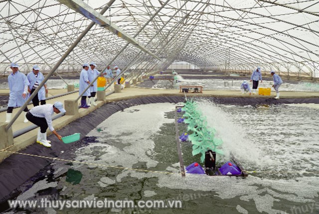 nuoi-tom-trong-nha-mang-02