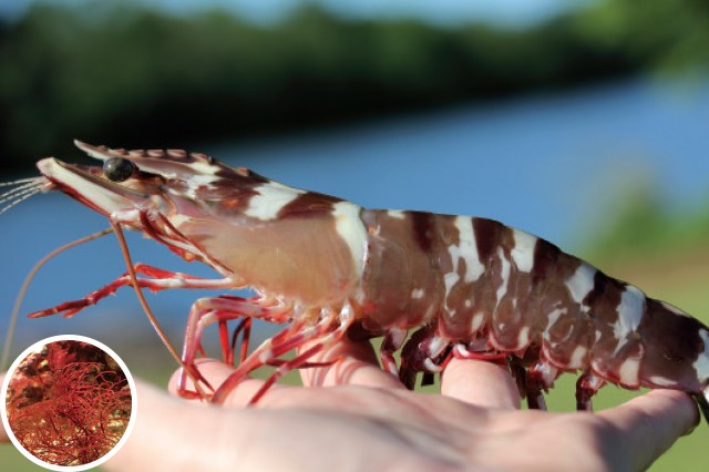 nuoi-tom-voi-rong-do