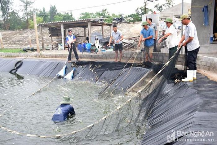 nuoi-tom-vu-dong (1)