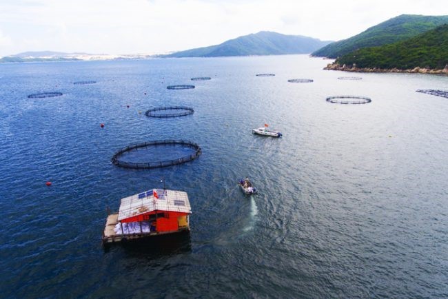 nuoi-trong-thuy-san-theo-huong-cong-nghiep-e1637225597141