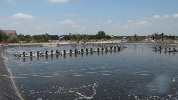 nuoi-trong-tom-the-vung-nuoc-ngot