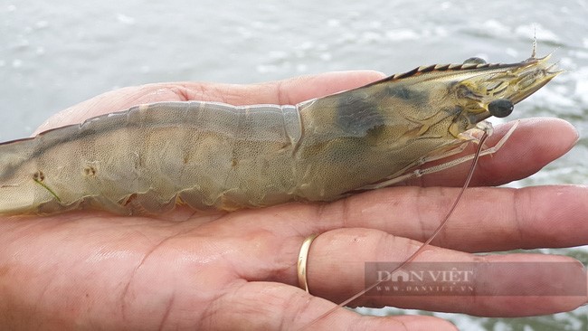 nuoitomcongnghecaobentre