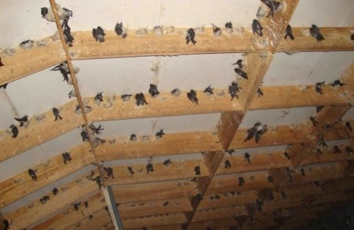 9 yếu tố giúp nuôi yến trong nhà thành công