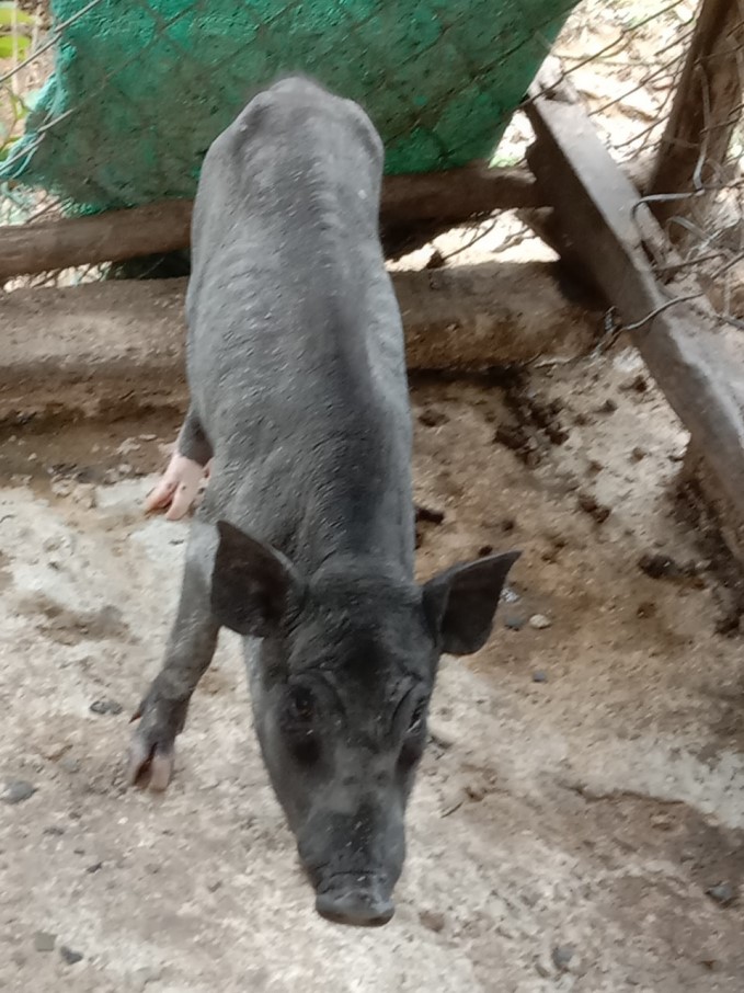 pha-san-du-an-ho-tro-nuoi-heo-vung-kho-khan-185001_645